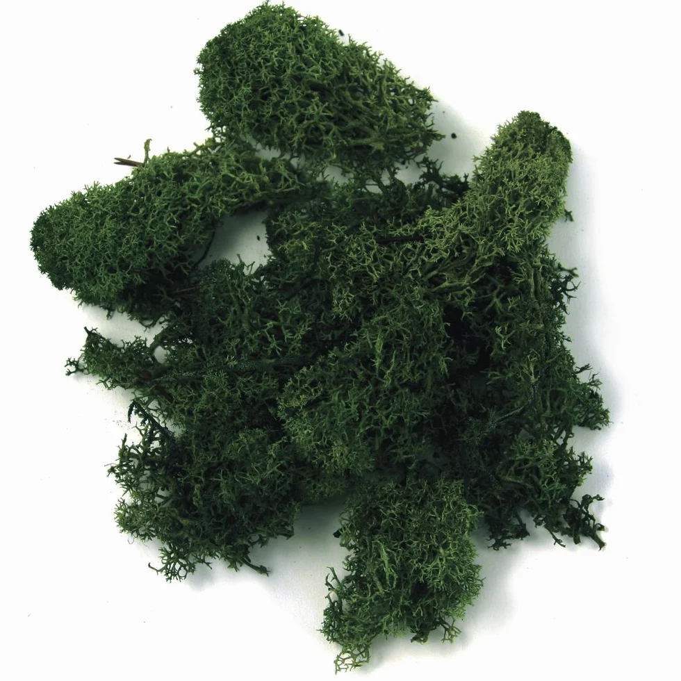 Rayher 8503213 Islandia, ciemnozielony, worek 100 kg, prawdziwy mech naturalny (Islandi), zakonserwowany, oczyszczony, do majsterkowania, mech dekoracyjny na Wielkanoc, Boże Narodzenie, do modelarstwa